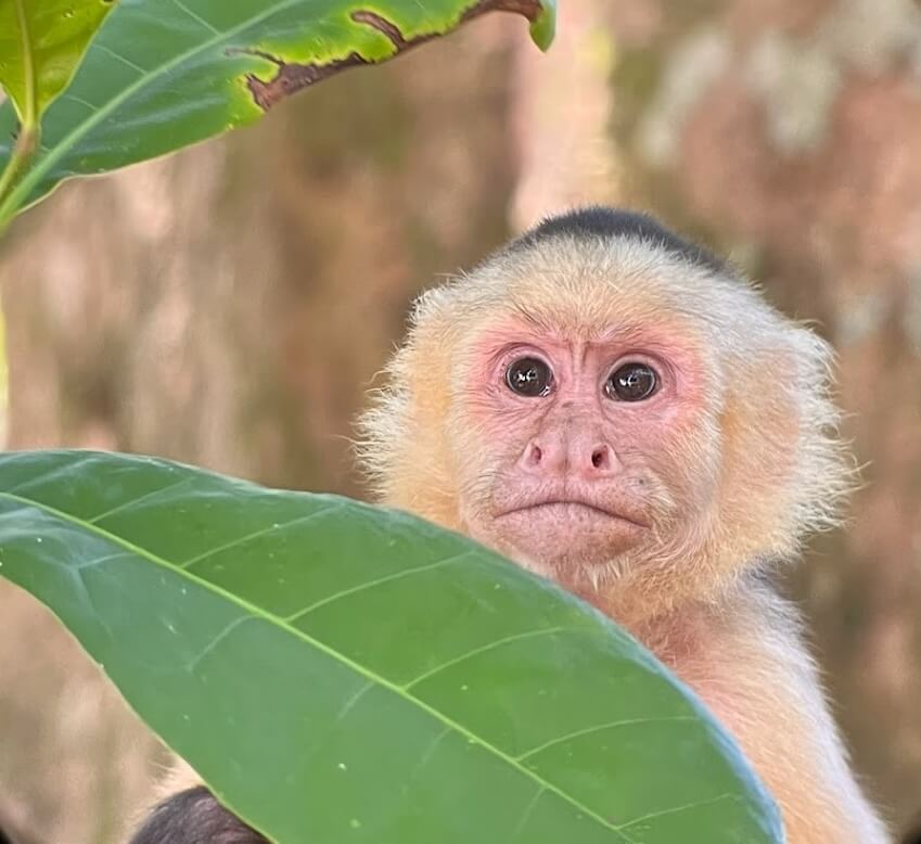 http://White-faced%20capuchin%20monkey%20peeking%20from%20behind%20a%20large%20green%20leaf%20in%20Manuel%20Antonio%20Costa%20Rica