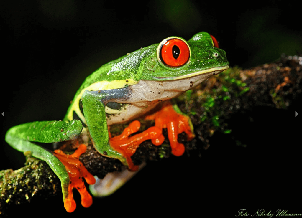 Red-eyed tree frog perched on a rainforest branch at night in La Fortuna, Costa Rica — night tour wildlife spotting